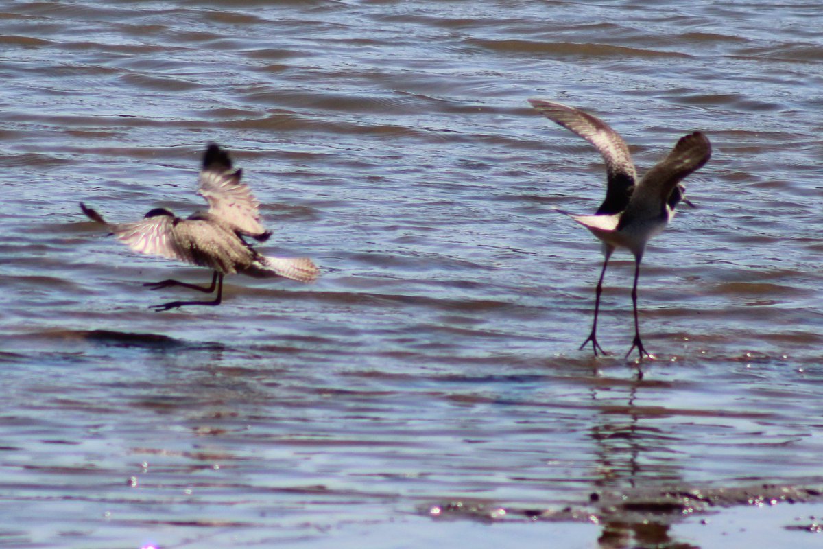 sputterfuss6's tweet photo. #bird #birdtwitter #flight #photograph #sillybirds https://t.co/cOnVTiCOyw