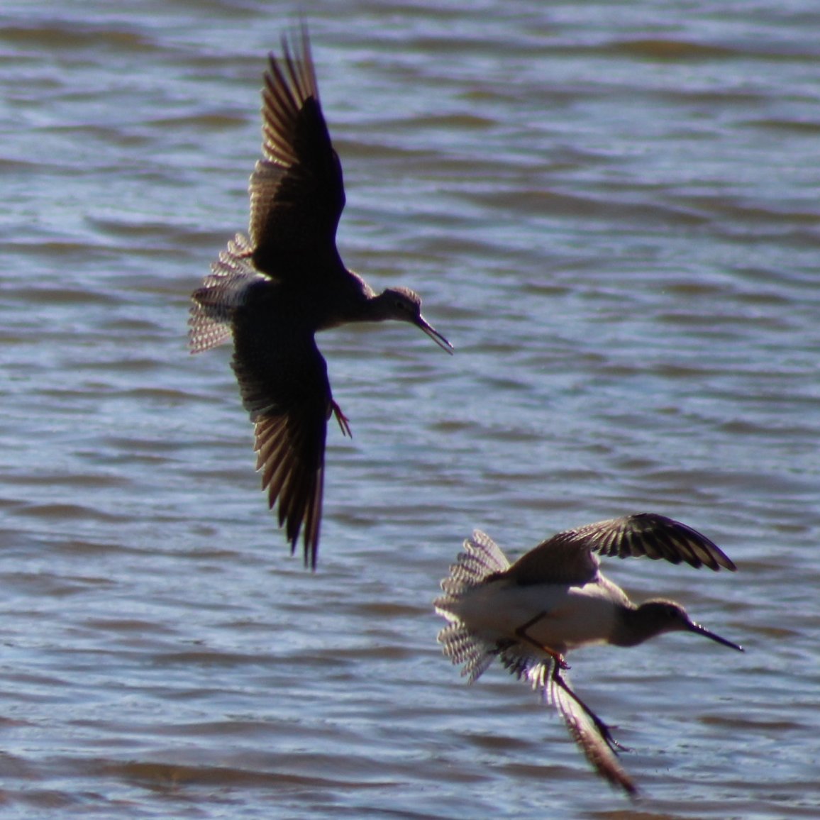 sputterfuss6's tweet photo. #bird #birdtwitter #flight #photograph #sillybirds https://t.co/n5bwgdu0Rl