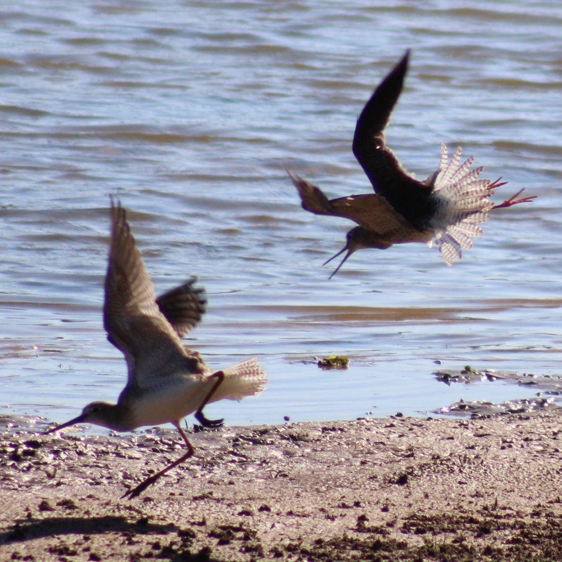 sputterfuss6's tweet photo. #bird #birdtwitter #flight #photograph #sillybirds https://t.co/hr4oK5mOwC