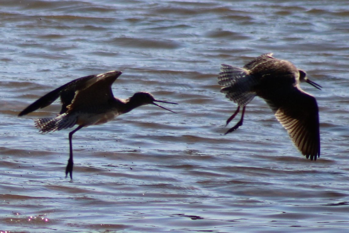 sputterfuss6's tweet photo. #bird #birdtwitter #flight #photograph #sillybirds https://t.co/zMT34kDqCr