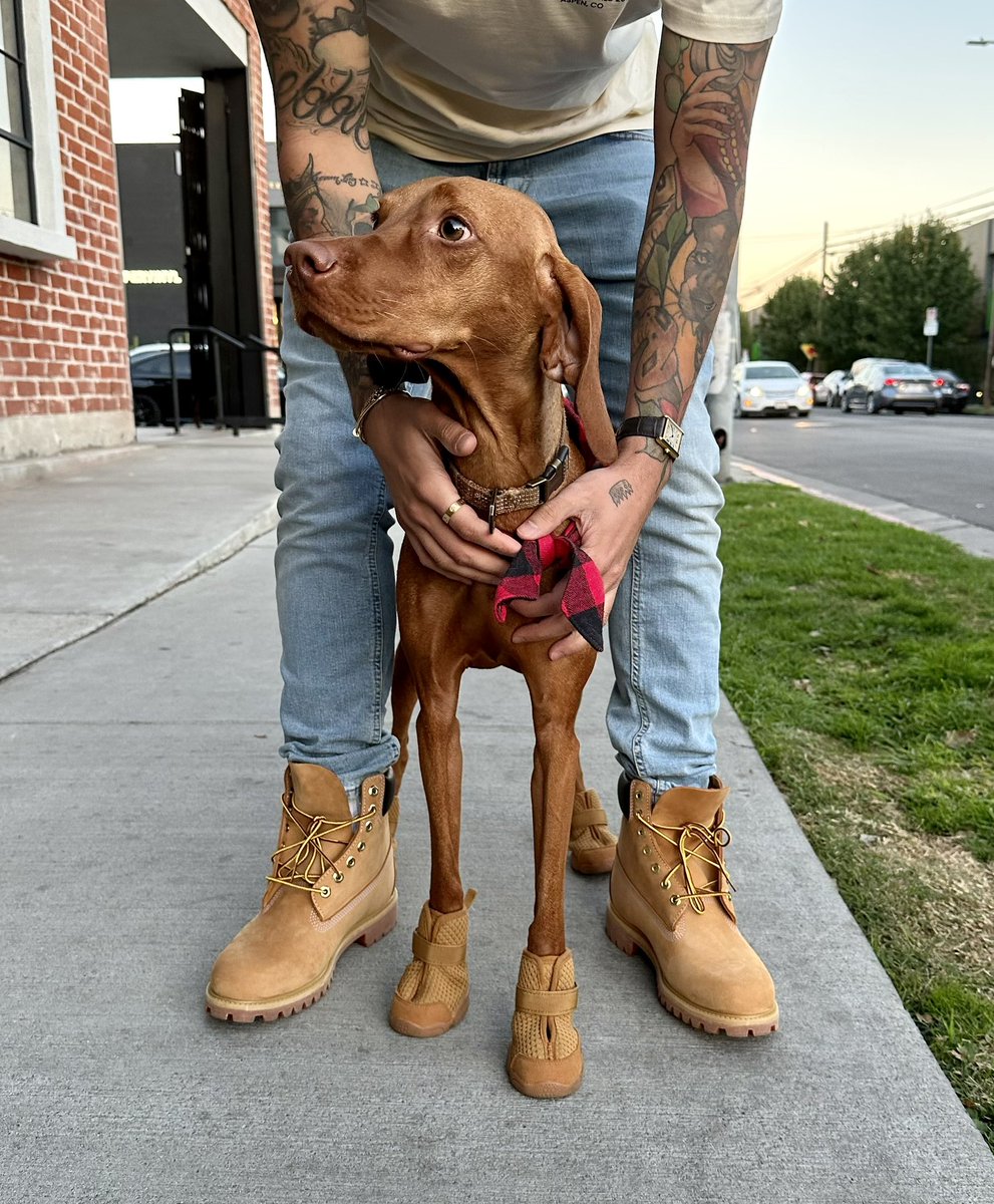 iamdos's tweet photo. Are timbs illegal in LA? https://t.co/CvDU7wxT75