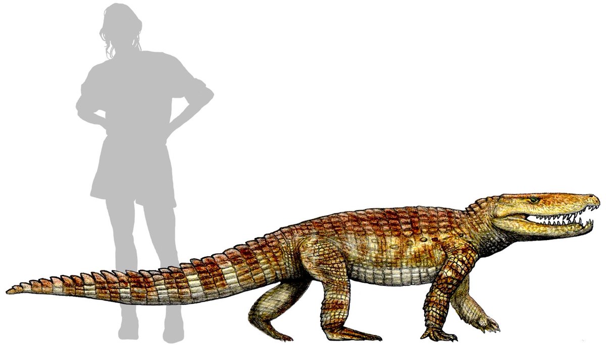 Finished with one of the commissions I have been working on, the Australian Pleistocene crocodilian Quinkana fortirostrum.