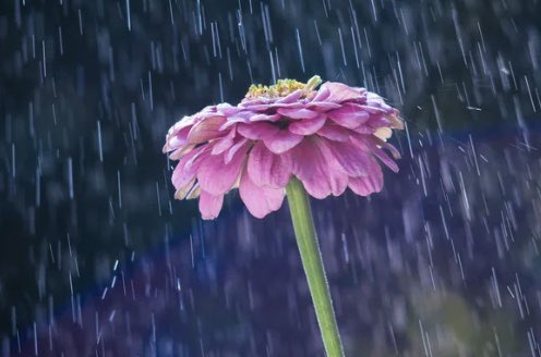 JoramvKlaveren's tweet photo. “Raise your words, not your voice. It’s rain that grows flowers, not thunder.”

Rumi https://t.co/VVpfcEoNUT
