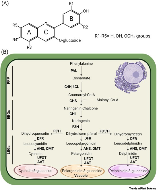 TrendsPlantSci's tweet photo. In pursuit of purple: anthocyanin biosynthesis in fruits of the tomato clade https://t.co/3DVjpOc6B3 https://t.co/yPpN5mCfbq