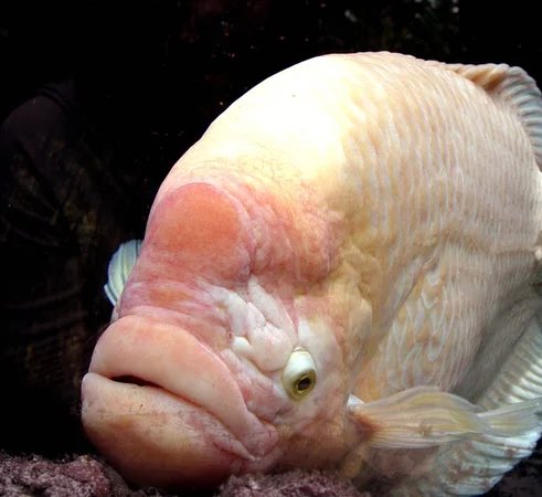 jacksonhinklle's tweet image. 