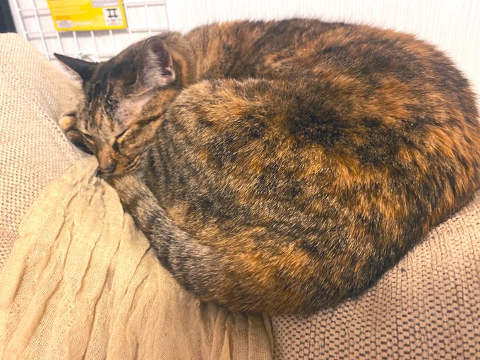 Twitterのコスプレ画像5