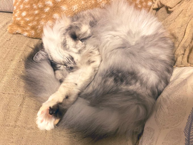 Twitterのコスプレ画像4