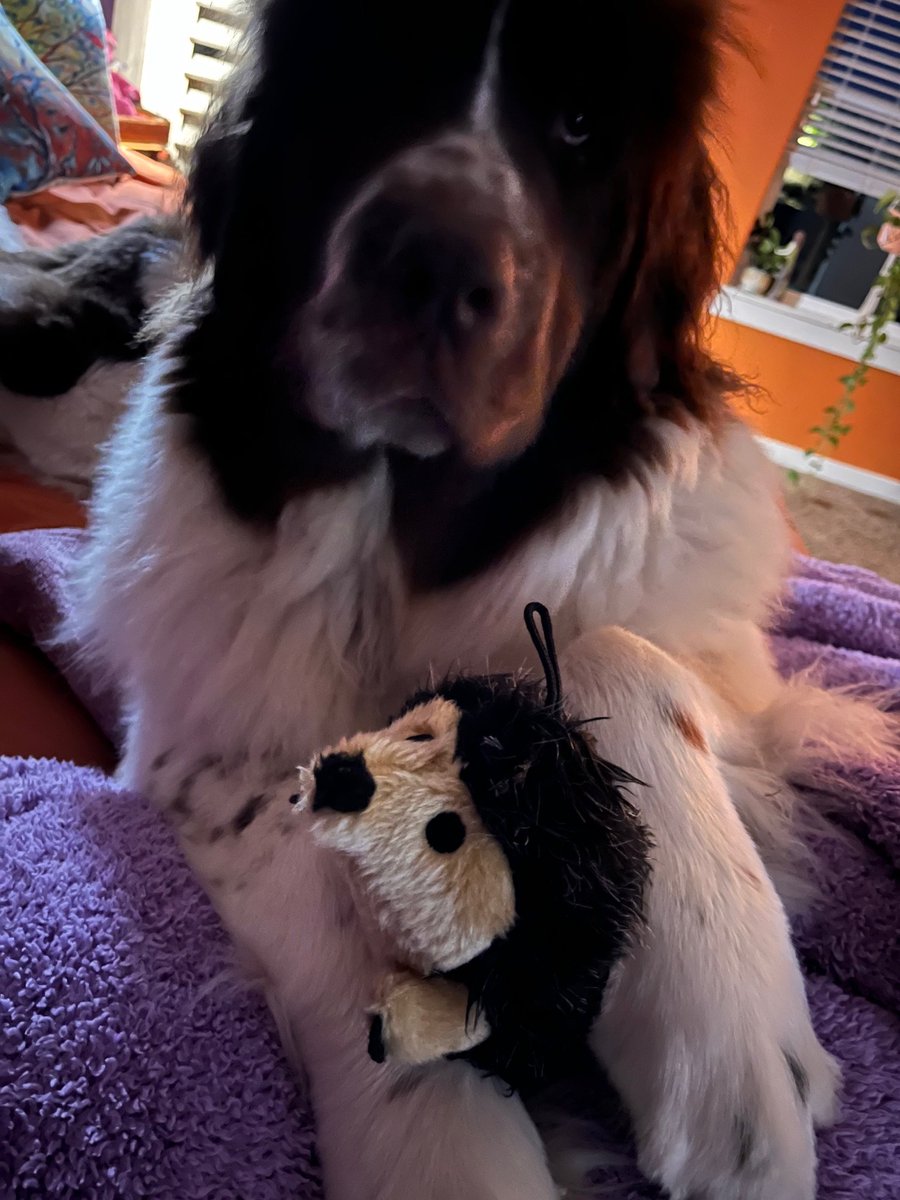 Not sure how you're bringing in the New Year, but here, in the Evans' home, we take to cuddling--books, films, small creatures, large beasts, bad attitudes, and broken hearts.
Image: Penny and her Hedgehog, circa 2024
#newfoundlanddog #NewBeginnings #newyear #poet #writerslife