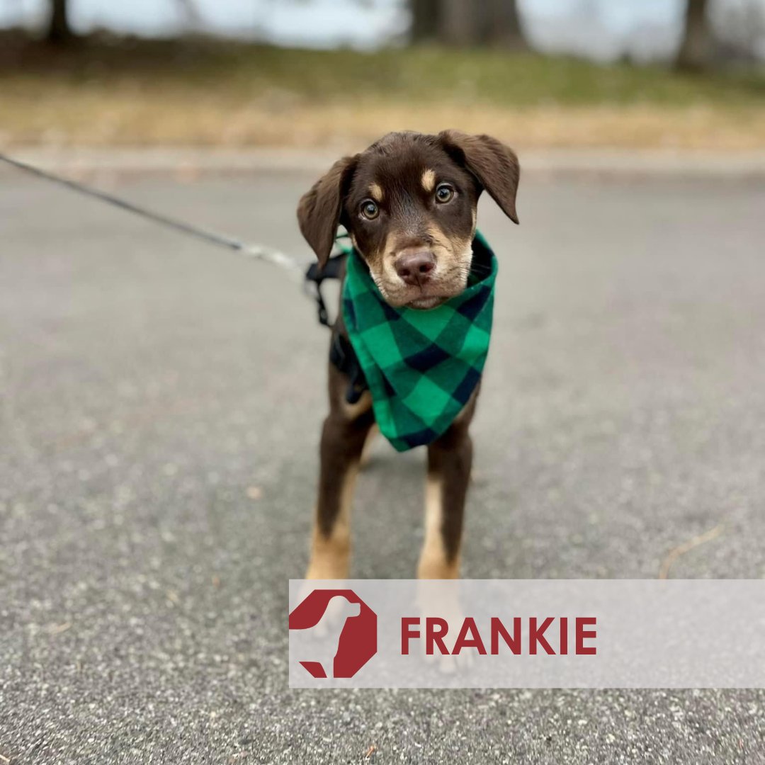 EdenPrairieCtr's tweet photo. 🐾🐶 This Sat, 12-2 PM at SCHEELS Court, #EdenPrairieCenter, join Spot's Last Stop for a pet adoption event! Meet adorable puppies looking for a forever home. 🏠❤️

Remember, puppies are lifelong friends, not just pets. Adopt thoughtfully. 🚨🐕‍🦺 https://t.co/J3TCKwu9dV