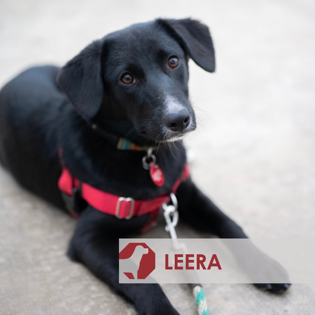 🐾🐶 This Sat, 12-2 PM at SCHEELS Court, #EdenPrairieCenter, join Spot's Last Stop for a pet adoption event! Meet adorable puppies looking for a forever home. 🏠❤️

Remember, puppies are lifelong friends, not just pets. Adopt thoughtfully. 🚨🐕‍🦺