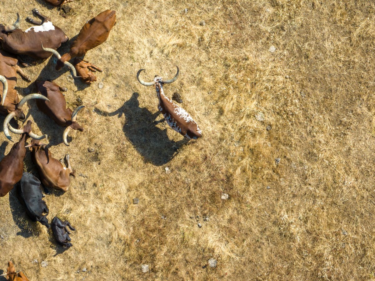 The Lotus Lab tweet media