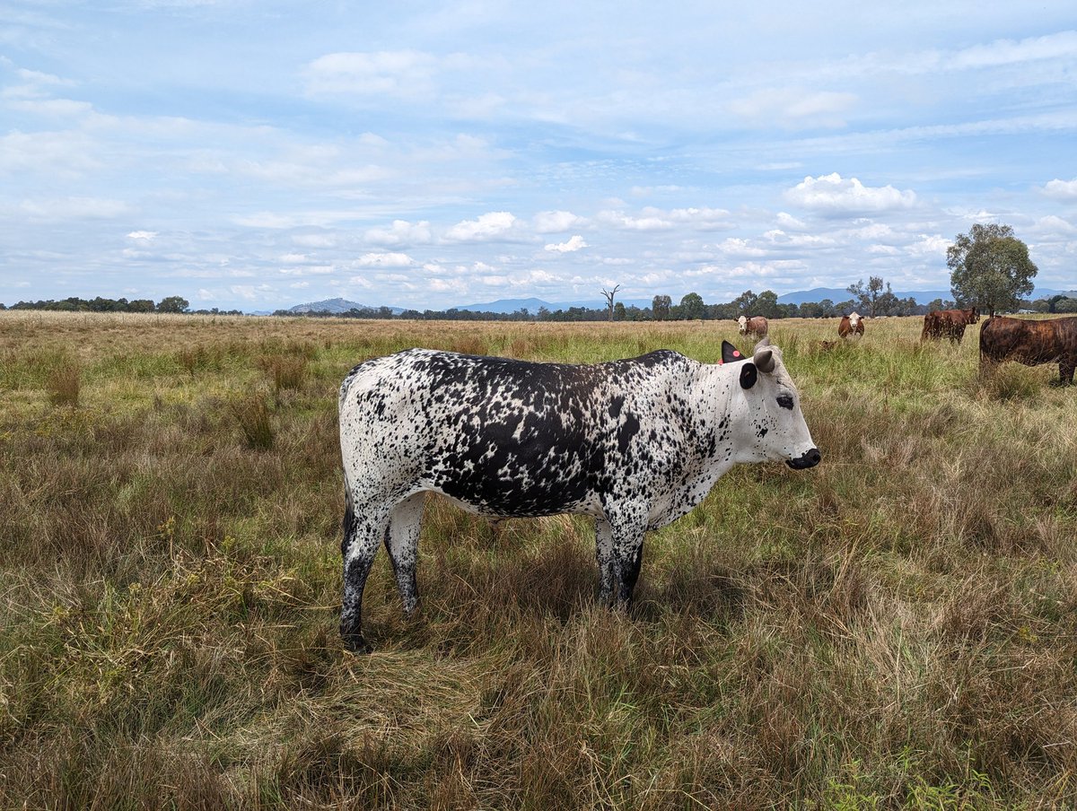 Jacob Wolki tweet media