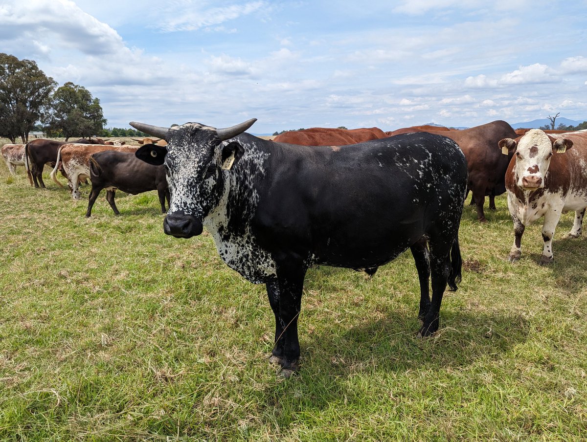 Jacob Wolki tweet media