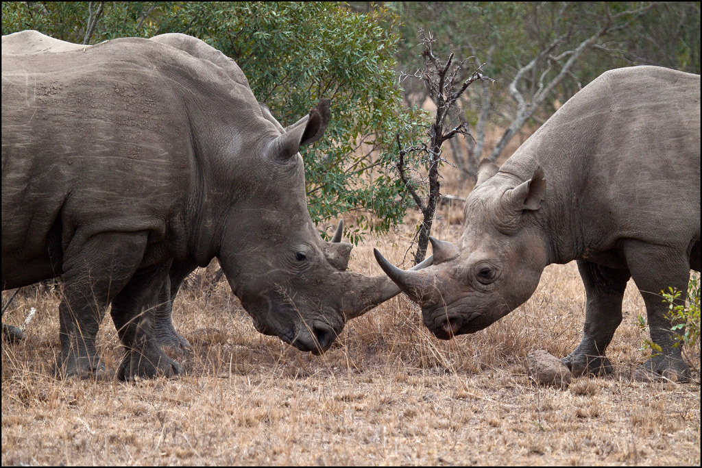ausar_the's tweet image. As I promised late in December, I'm going to start the first animal myths thread of hopefully more to come.

First up, rhinos!