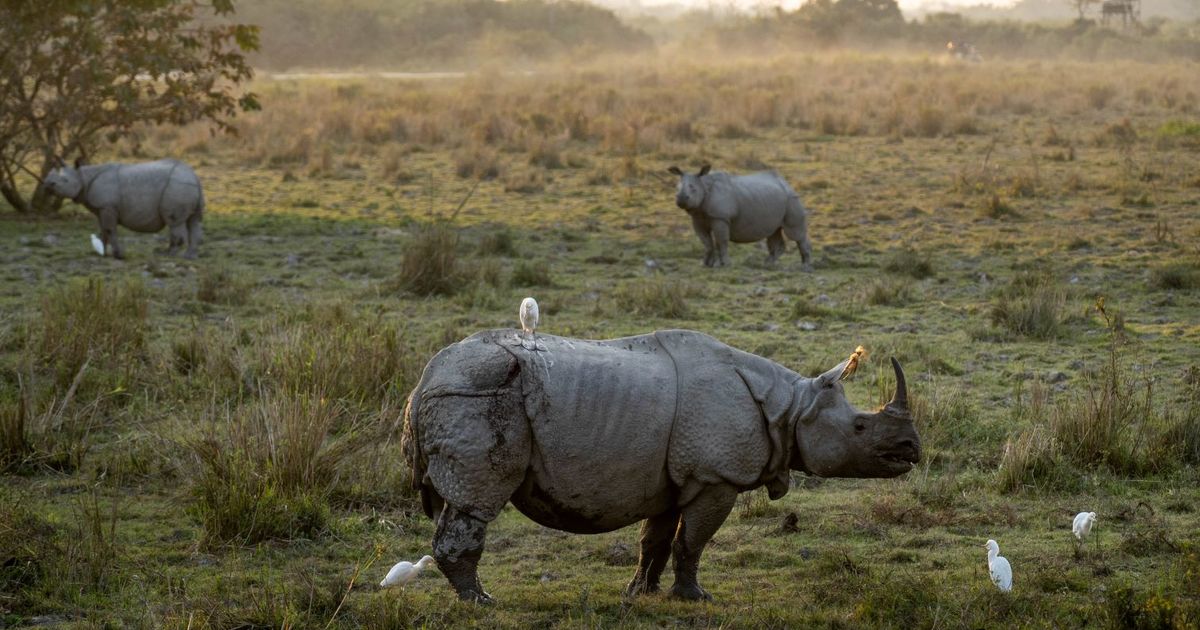 ausar_the's tweet image. As I promised late in December, I'm going to start the first animal myths thread of hopefully more to come.

First up, rhinos!