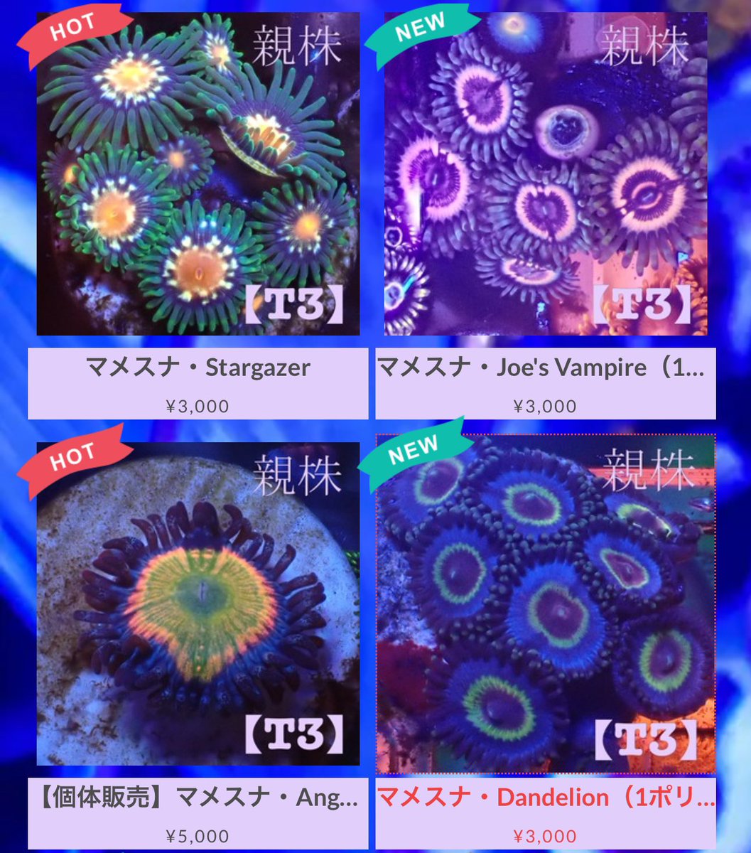 TinyTropicTank's tweet photo. マメスナちょこちょこ追加しているので、
ぜひご覧ください✨

https://t.co/RcuwkgL8KI https://t.co/gJpYAhGoEJ