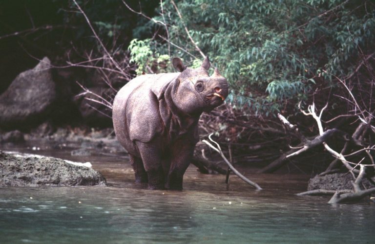 ausar_the's tweet image. As I promised late in December, I'm going to start the first animal myths thread of hopefully more to come.

First up, rhinos!