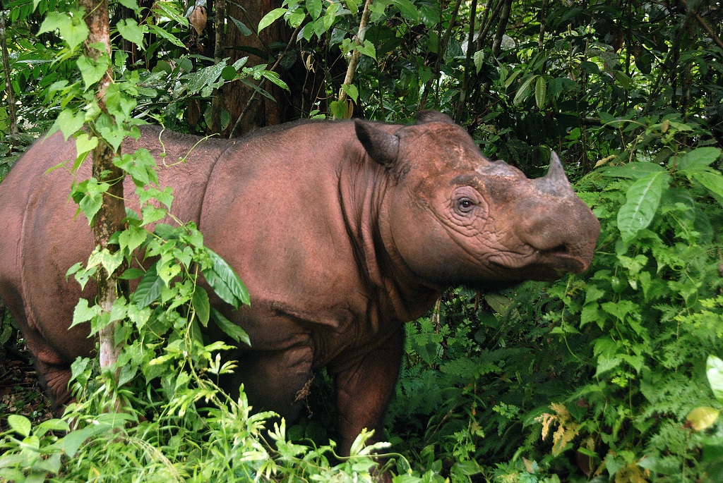 ausar_the's tweet image. As I promised late in December, I'm going to start the first animal myths thread of hopefully more to come.

First up, rhinos!