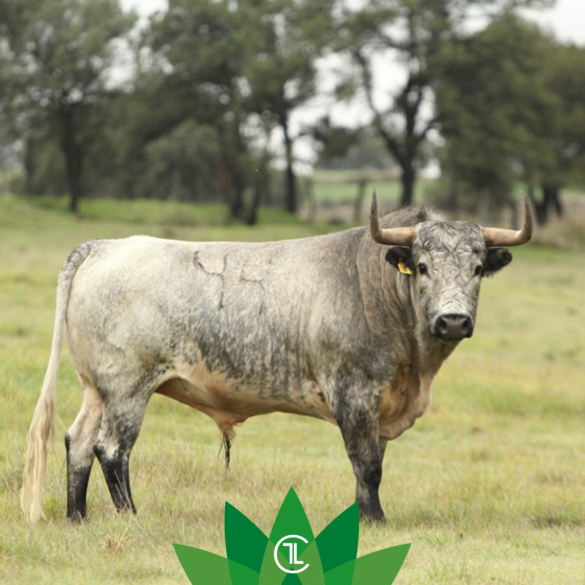 Criadores de Toros MX tweet media