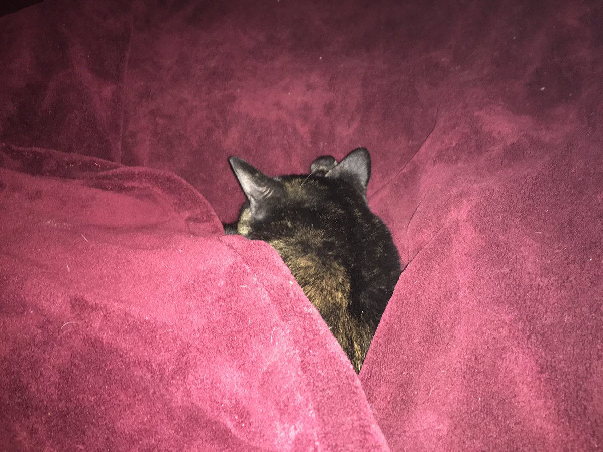 B25Mitchel's tweet image. #HowToKnowWhenToRetire 
when the cat won’t let
you get out of bed…