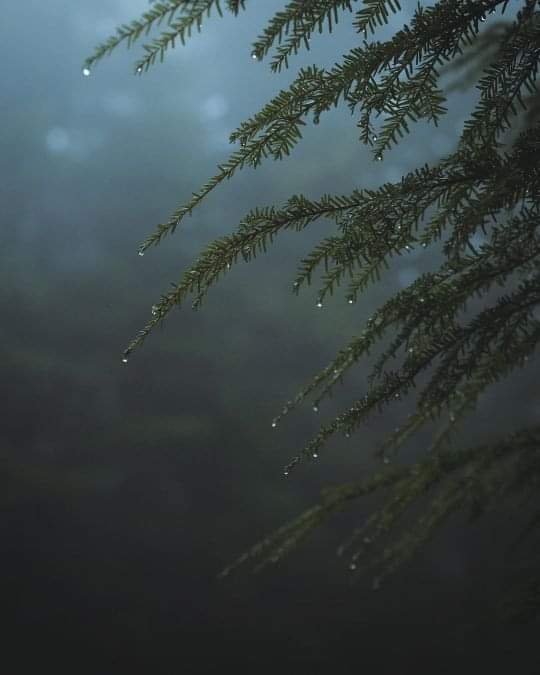 Church Of Ecology (@churchofecology) on Twitter photo 