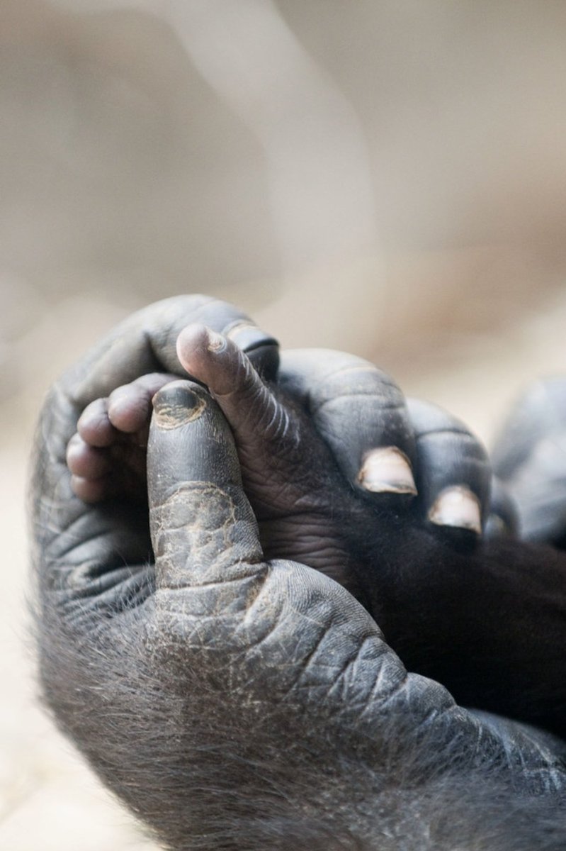 Hands