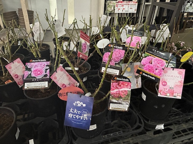 ガーデンセンター宇都宮店】 今植え時のバラ苗を販売中です( *´艸｀)ﾑﾌ