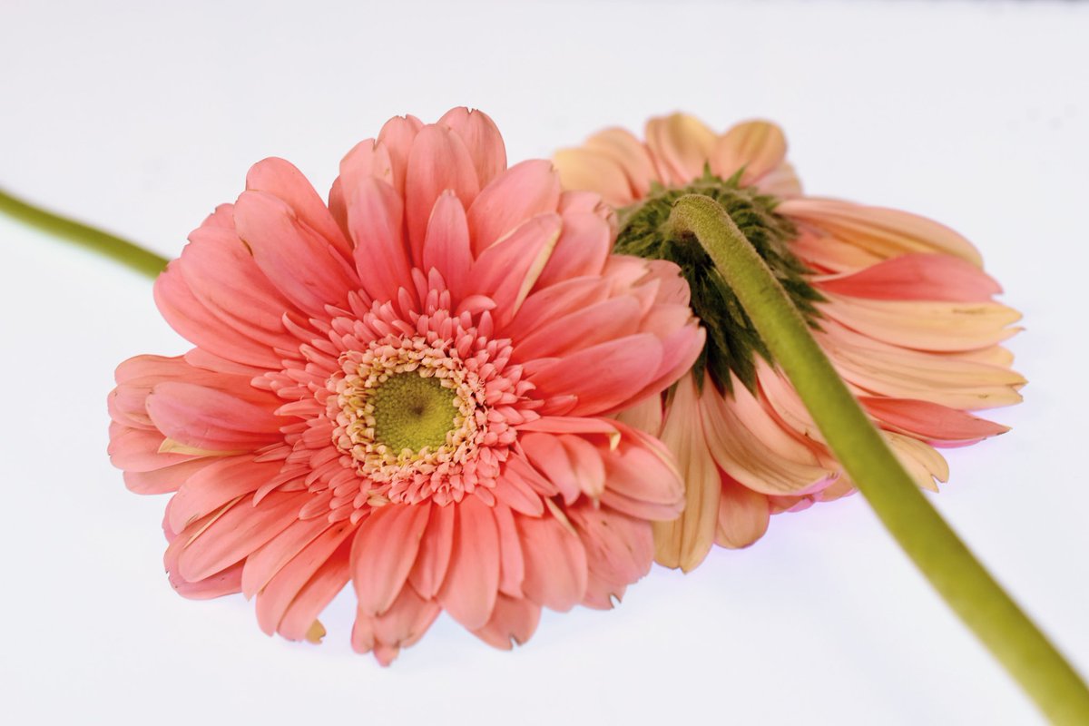 alteredlifephto's tweet photo. Obsessed with these gerbera daisies. #gerberadaisies #flowerobsessed #flowerphotography
#flowerwallart
#botanicalart
#botanicalwallart #tnphotographer #creativecalling #photographyasart #NikonNoFilter #alteredlifephotography💫 #alteringyourviewoftheworld https://t.co/g3x1ZMMXsh