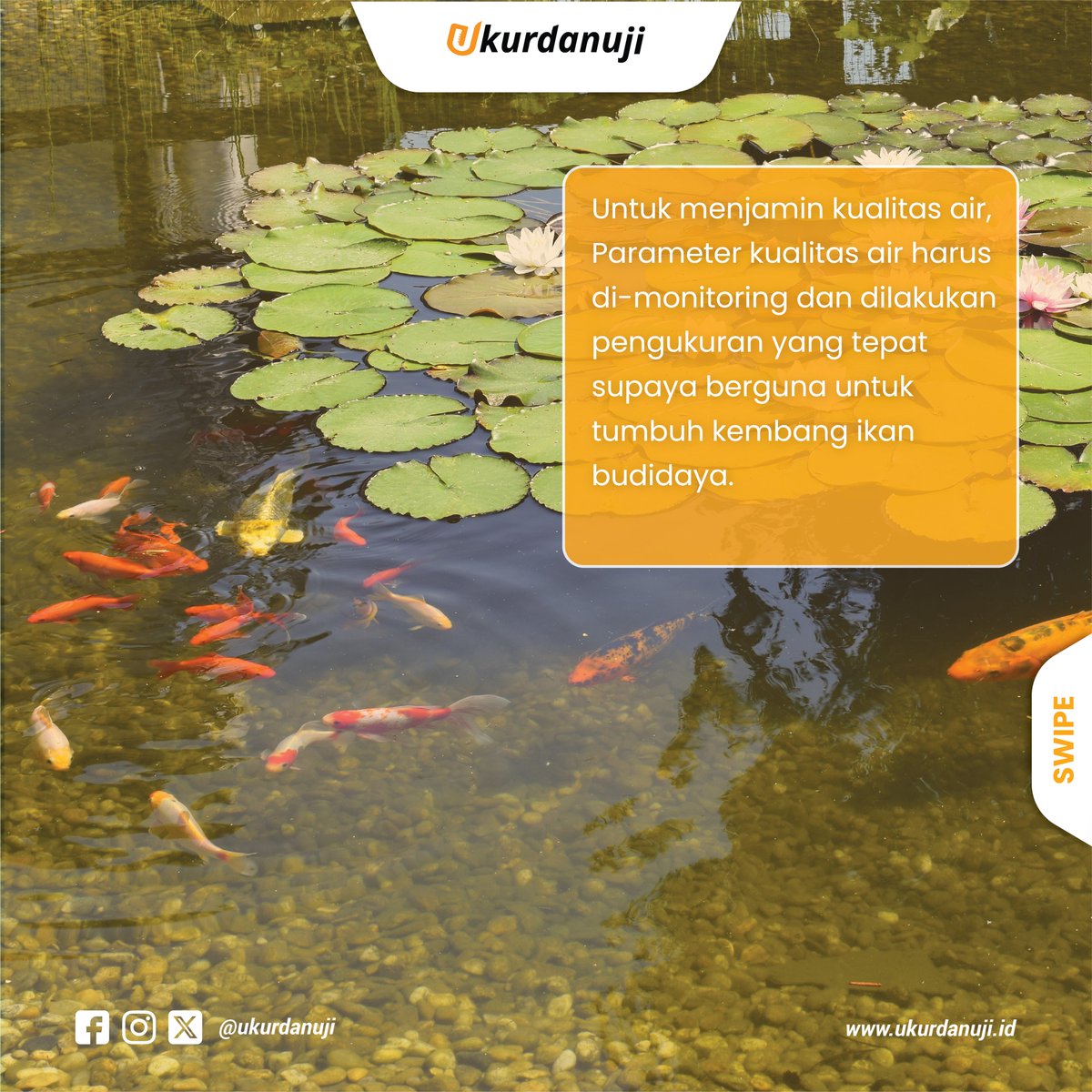 ukurdanuji's tweet photo. Tujuan menjaga kualitas air kolam budidaya adalah agar pertumbuhan ikan optimal dan tercapainya kelangsungan hidup yang tinggi.

TAGS
#PHMeter
#kualitasair
#airkolam
#budidayaikan
#kolamikan #ikanaideau
Bawaslu
Friendster
Otot
Wasit
Jerome
Hiatus
KAI Access
Istana
Morningg
Kuli https://t.co/L8TH57Nvyc