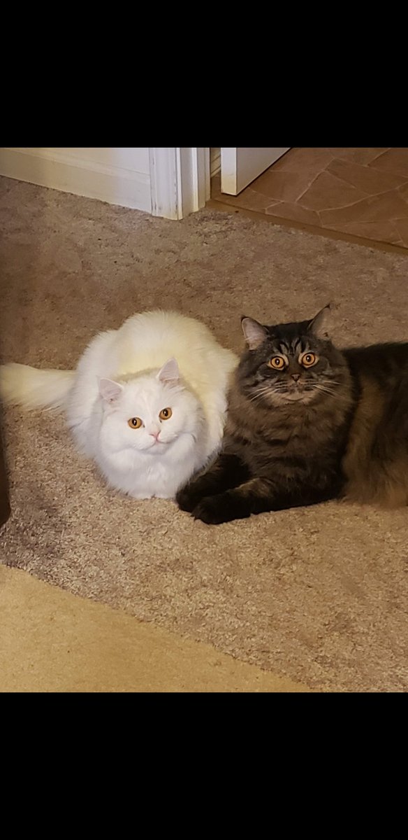 mgreer423's tweet image. #HowToKnowWhenToRetire to bed.... kitties give me &quot;the look&quot;