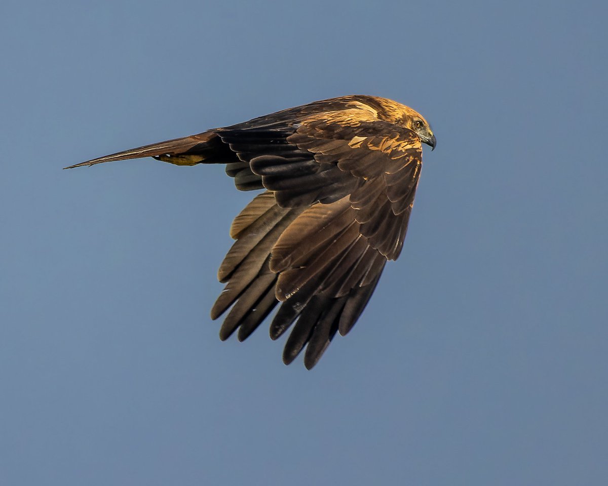 The aerial scanner #marshharrier #indiAves #birdphotography #birdwatching #birdsinflight