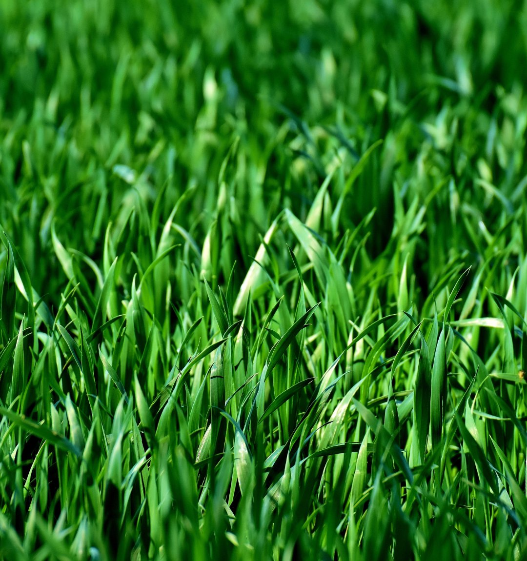 Ready to make your lawn the envy of the neighborhood in 2024? Set your #LawnGoals with Greensward, and let's get started! 💪

Now's the perfect time for soil testing and winter weed treatments. Let's turn those lawn dreams into reality!  

#KeepItGreen 🌱
#NewYearNewLawn