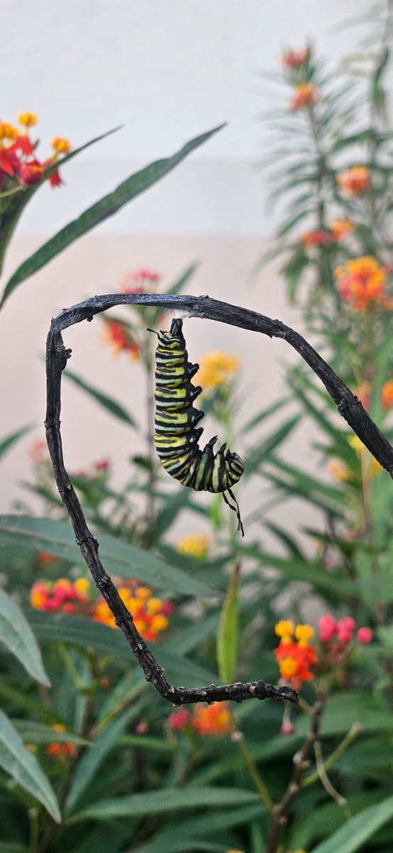 Dora Romero Elem tweet media