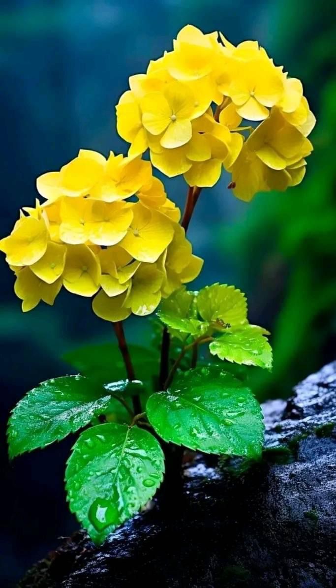 শুভ সকাল 🌼🌼