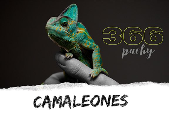 facebook.com/pachyrodz/post…