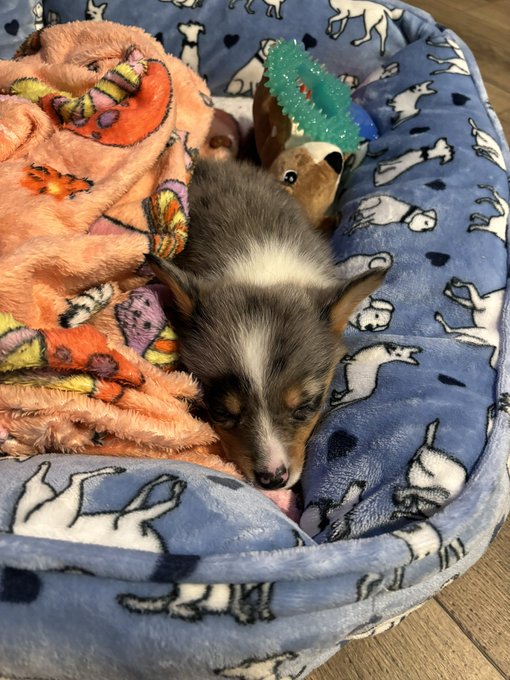 decided on yoshi bc it sounds cute just like him https://t.co/2516cuIext<a href="/tag/berserk"class="tags"><span>#berserk</span></a>