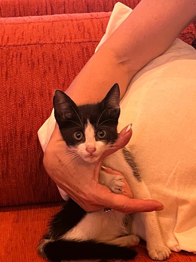 JTurche's tweet image. Gatito macho de aproximadamente 8 semanas. Rescatado de la calle, Pacheco, partido de Tigre. Se busca adoptante responsable