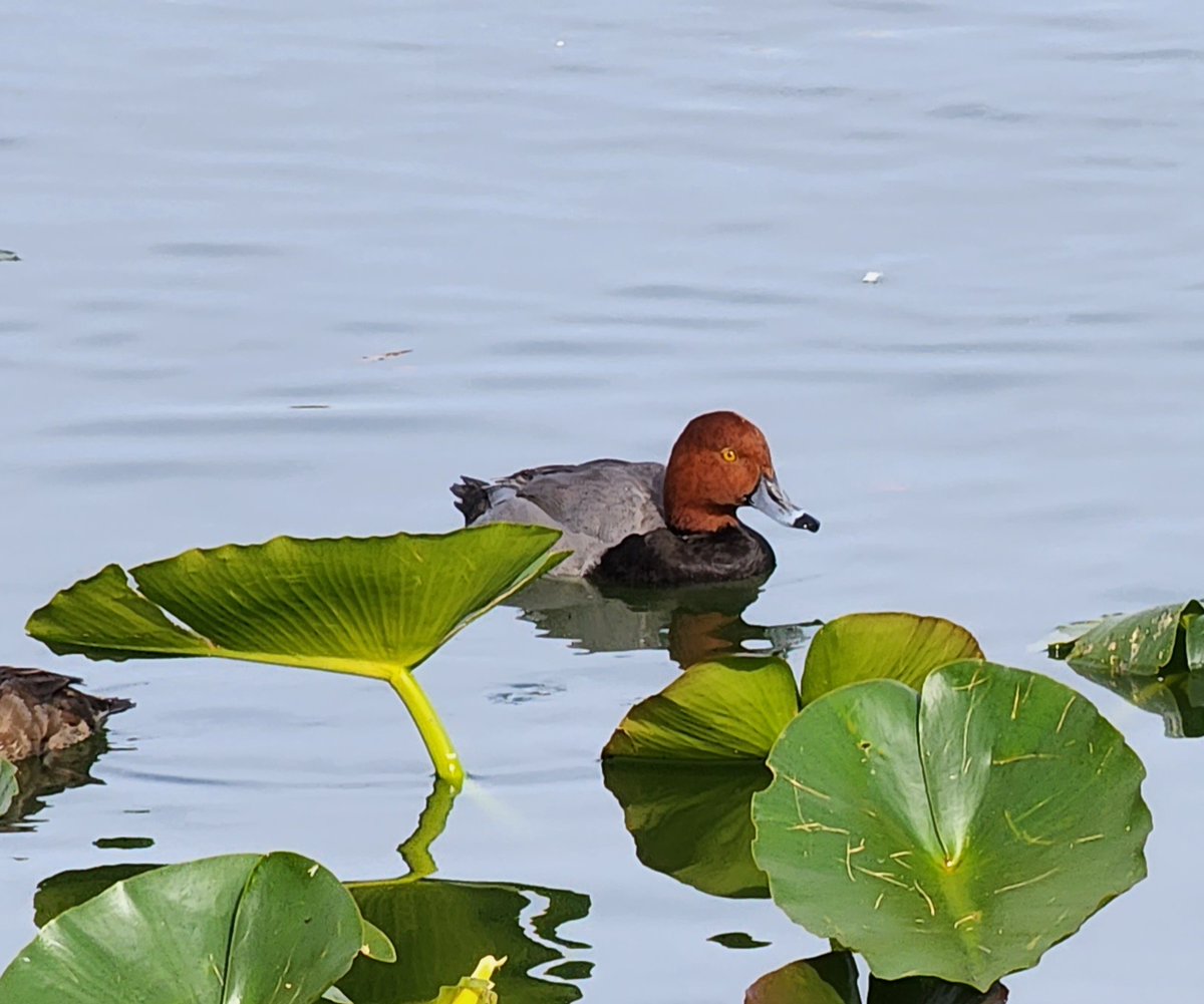 Only my second ever sighting of a Redhead 😁
#birdt