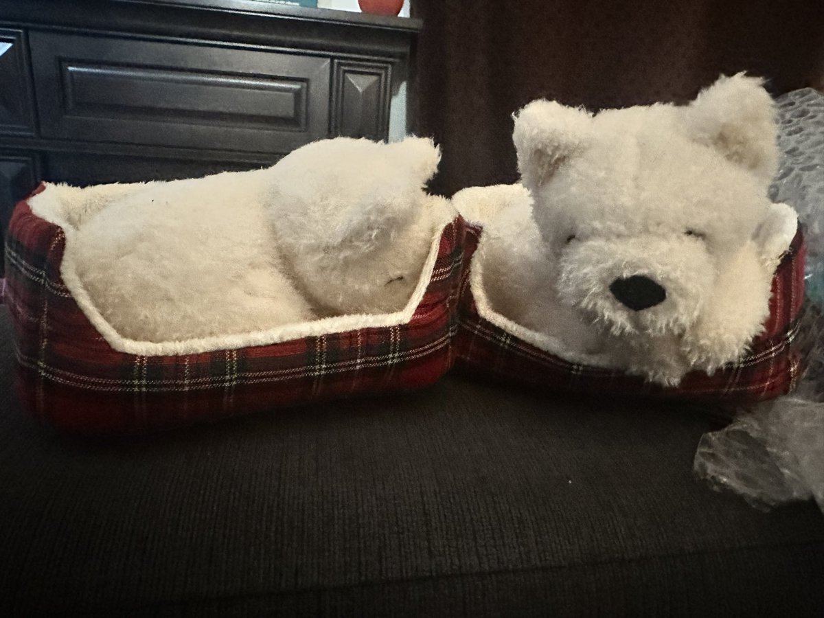 Mummy got deez impawster westies!!! She thinks they cute &amp; look like us. Im not sure I paw-prove. - Rory #dogsoftwitter #westie #roryandfraser