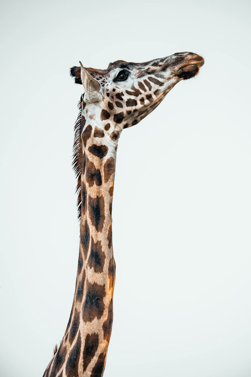 alisoncomposes's tweet photo. in which I'm up for a challenge 🦒✂️ #collage #NewYear2024 

https://t.co/4eHyR9mgUR https://t.co/Wpybuy4d4O
