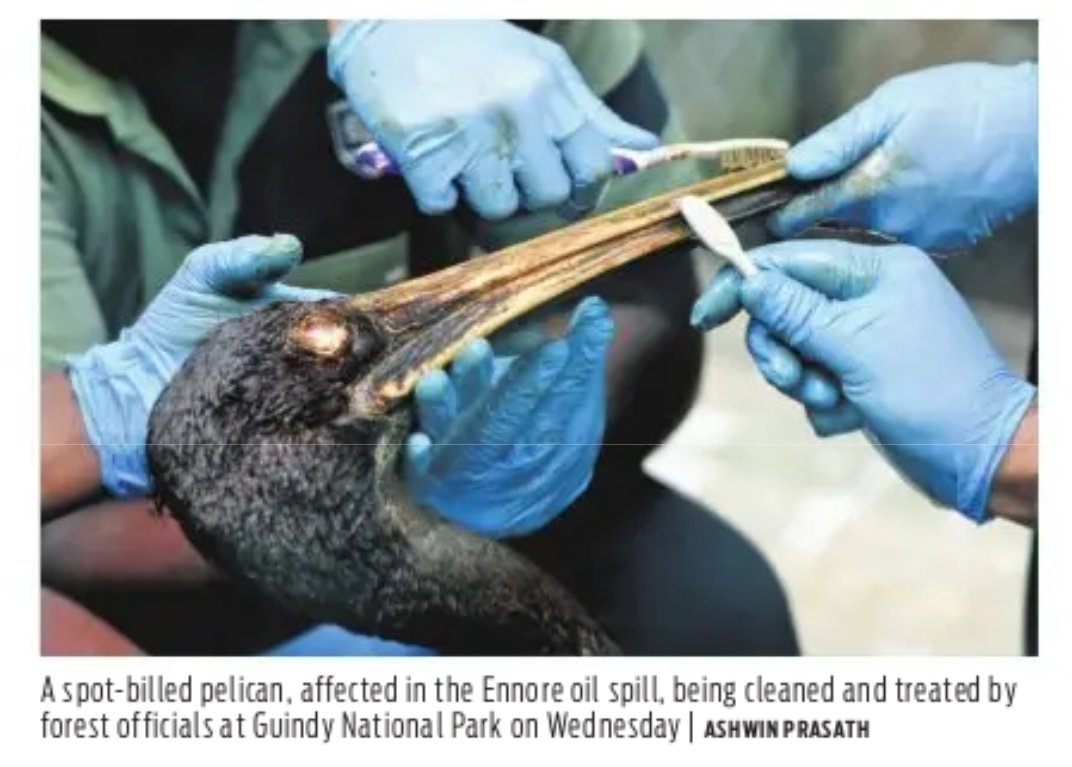 With todays edition.  <a href="/NewIndianXpress/">The New Indian Express</a> <a href="/xpresstn/">TNIE Tamil Nadu</a> <a href="/shibasahu2012/">SHIBA</a> #ennoreoilspill