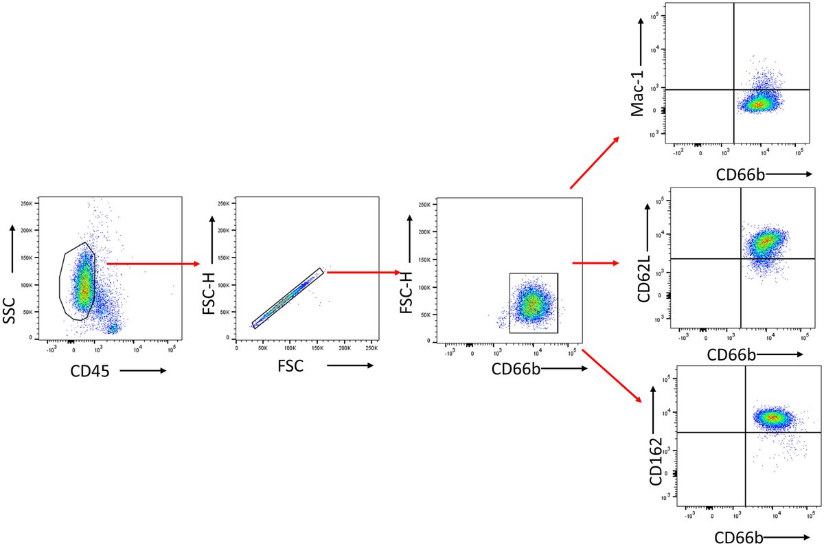 ArtifOrgans's tweet image. Increased #Phagocytosis capacity of circulating #Neutrophils in patients on #ContinuousFlow #VAD support
👉tinyurl.com/y7fn5utr
@UMmedschool #InflammatoryCytokine #CFVAD
