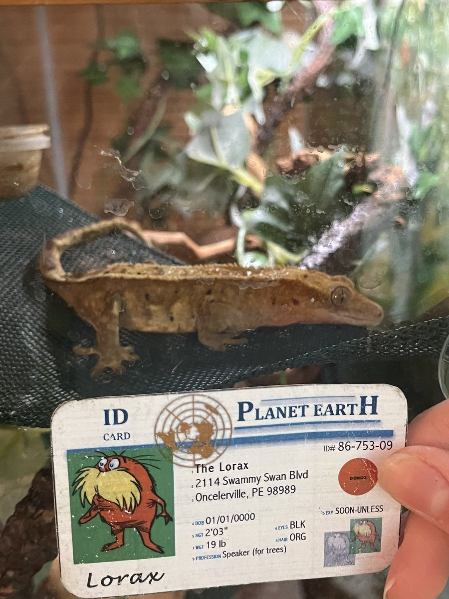 AnnikaRomine6's tweet photo. @franklinlorax  my crested gecko lives in a cage that represents his native biome… the tropical rain forest. To help simulate that’s he’s actually there we keep the temperature high and blast the rain showers form his spray bottle to represent the high precipitation #apeseco https://t.co/EfZWpxQYmM