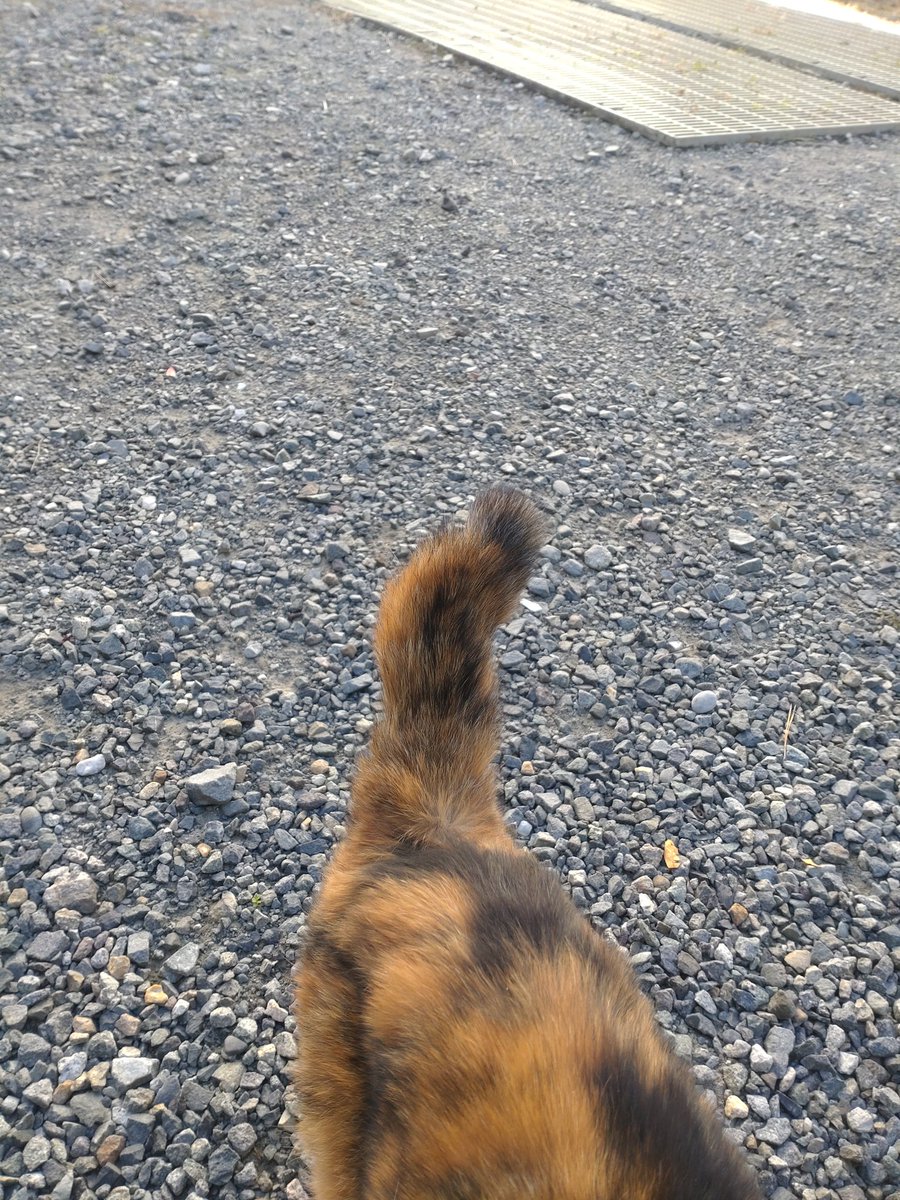 1188ohim's tweet photo. やっと触らせてくれるようになった記念に😸パチリ📷
もう、何年越しだよって💧
コイツもいい加減、年を取って色々諦めたんかな❔
アハハハ😄 https://t.co/VBdlvEpVMA