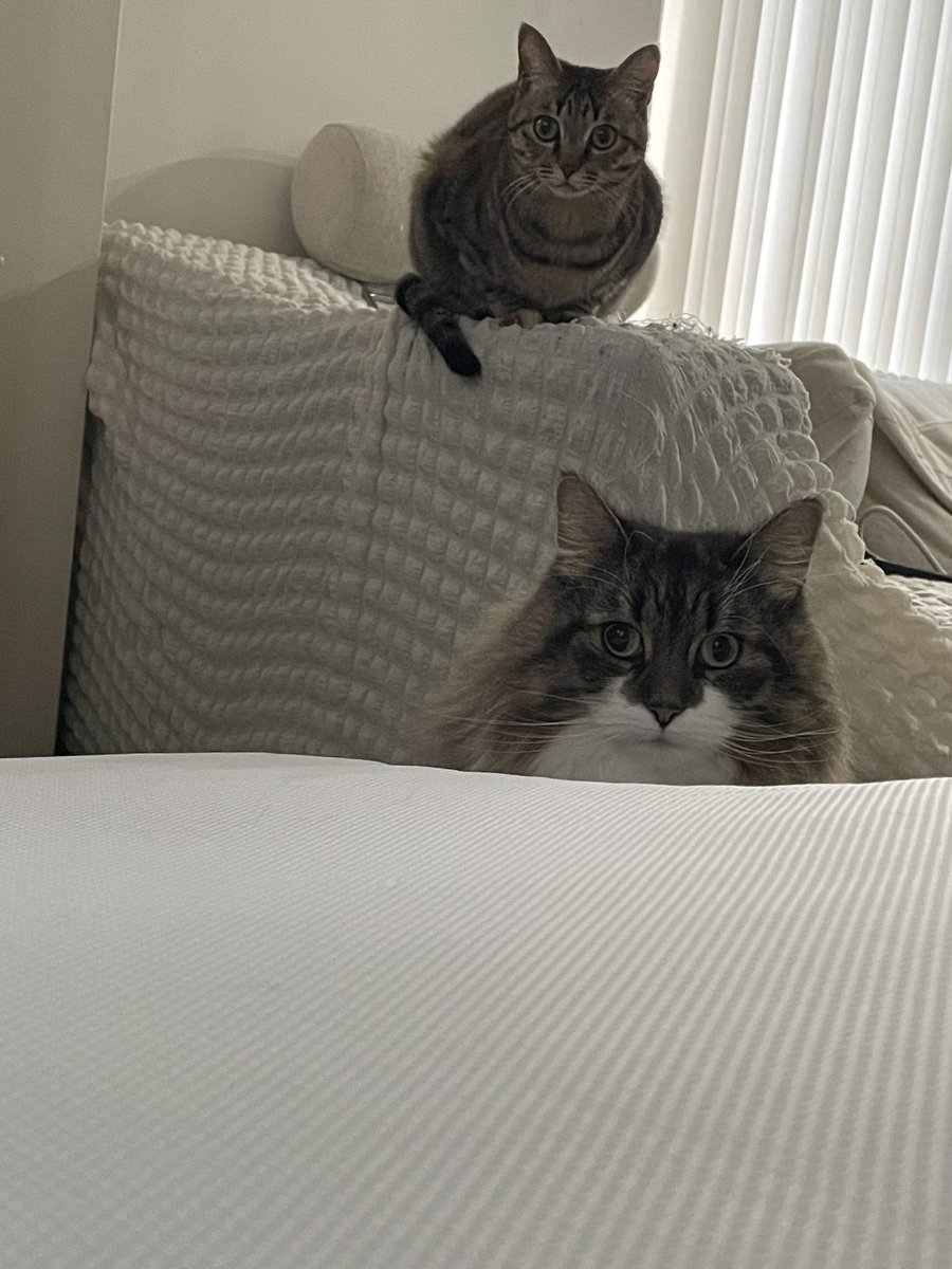 おめめまんまる #ねこ #猫 #猫好き #猫がいる生活 #ねこのいる暮らし #猫のいる幸せ #猫好きさんと繋がりたい #動物 #フォロバします