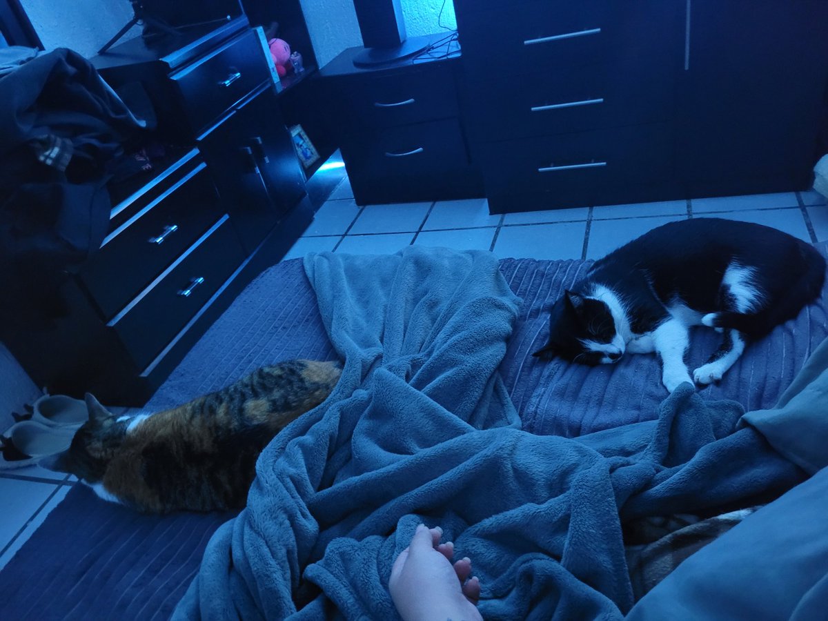 Dimitri_Razel00's tweet photo. Mi ritual navideño se convirtió en ver los VolgMas de Meri junto a mis gatos que siempre me acompañan, son mi desahogo mental 💕✨️
#MeriXmas #yapurameri #lamelosa https://t.co/plxbfV8Rqs
