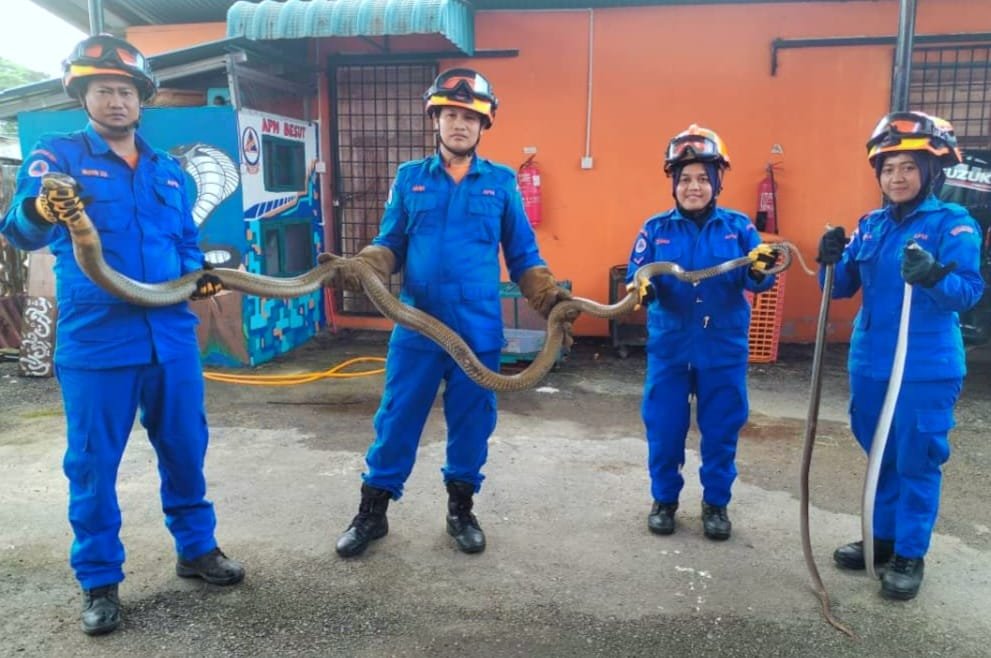 mediavariasi_'s tweet image. 200 ular ditangkap di Besut pada musim tengkujuh😨

Baca berita penuh di portal Media Variasi. 
mediavariasi.com/2023/12/200-ul…
#terkini #Besut #ular