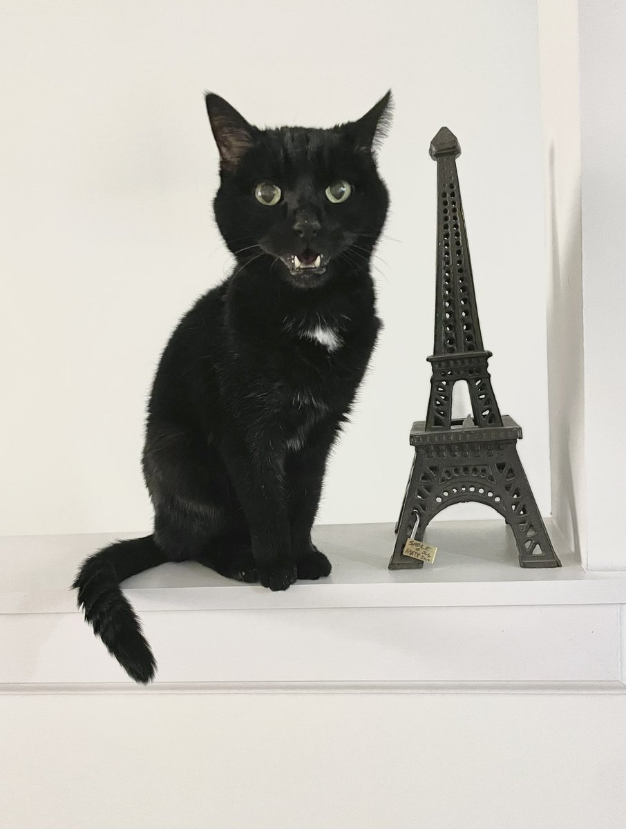 Only1Sable's tweet image. We had to say goodbye to our sweet girl Tiki after 17 great years. The incredible service from @chewy when cancelling her meds was quick &amp;amp; each email received shared genuine heartfelt care &amp;amp; sympathy. Today I rec'd these beautiful flowers. Thank you for being so amazing Chewy🐈‍⬛❤️