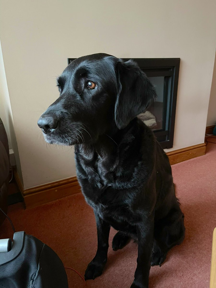 GuideDogEnya's tweet photo. @Leic_hospital I am not sure Santa got my text , this is why I am contacting you for HELP 
my dad is in KinMonth Ward &amp; I would like to get him more than 5 working TV channels in his room for Christmas .

CAN YOU HELP ?!!!!!!

I have sent you a free photograph as a bribe 🙊🙈 https://t.co/8WfRlBghHa
