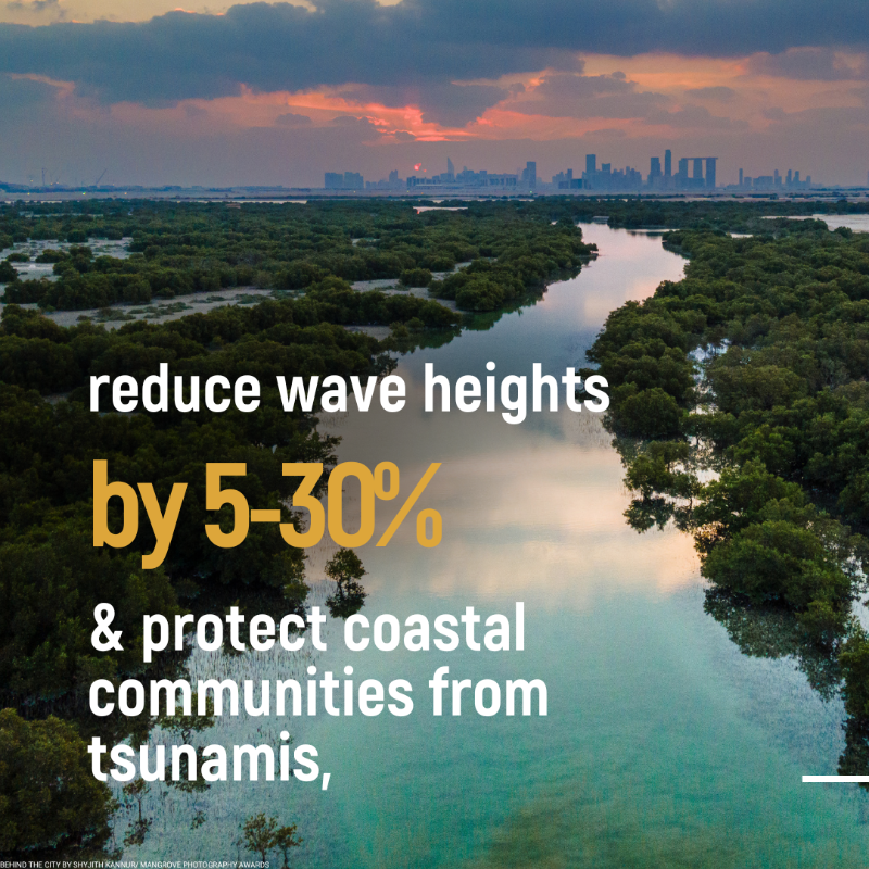 UNEP's tweet photo. Mangroves contribute to the wellbeing, food security, &amp; protection of coastal communities. Yet, they are being lost at a rate of 3-5 times higher than other forests.

Discover their benefits #ForNature &amp; humanity. #GenerationRestoration

📷:  @‌MangroveProject
